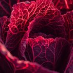 Die Kraft der Ernährung: Wie Rotkohl dein Gedächtnis stärken kann
